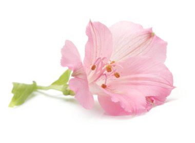 beyaz izole pembe lily çiçek
