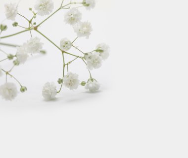 Beyaz açık renkli çiçek. Vintage retro tarzı.