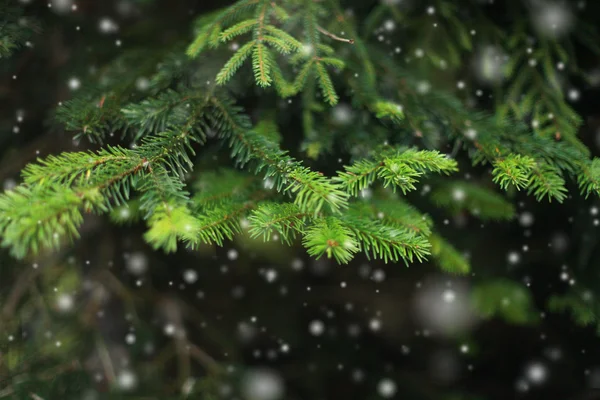 Fir branch and snow. — Stock Photo, Image