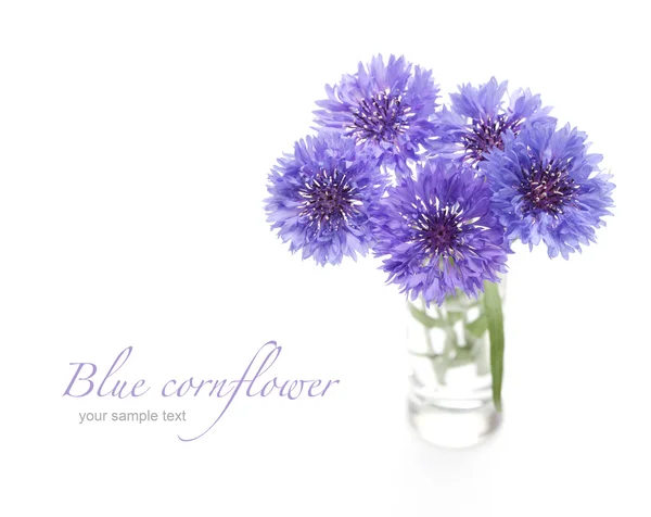 Blue cornflower on white — Stock Photo, Image