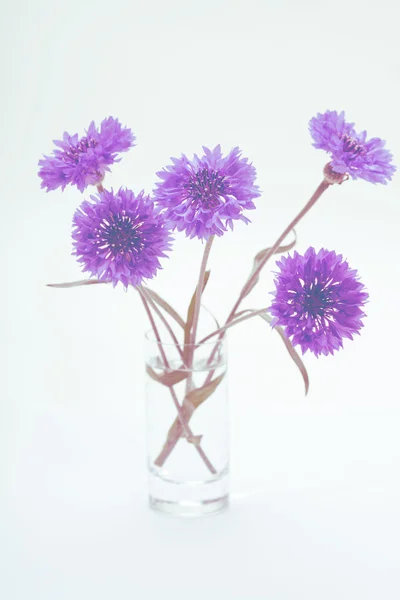 Kék Búzavirág. Virág csokor. — Stock Fotó