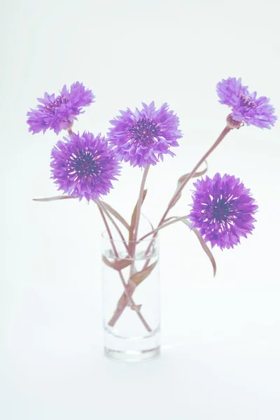 Blauwe Korenbloem. Bloemboeket. — Stockfoto