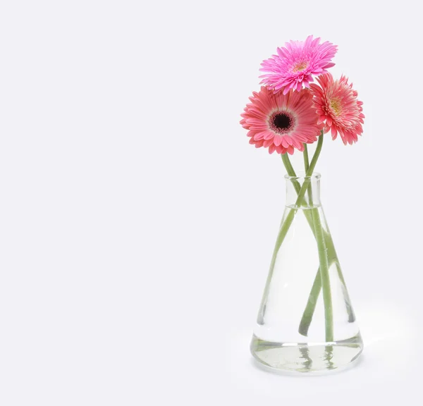 Gerbera blombukett på ljus bakgrund. — Stockfoto