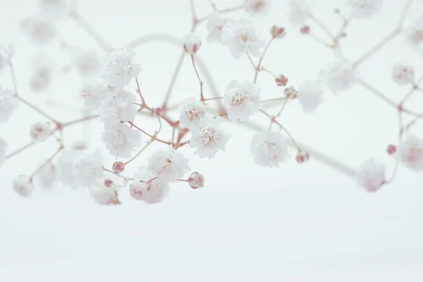 Flor branca no fundo claro. Foco suave . — Fotografia de Stock
