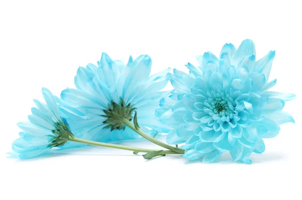 Blauwe chrysant bloem op wit — Stockfoto