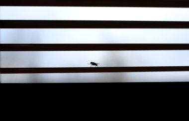 sinek ve geometrik arka plan