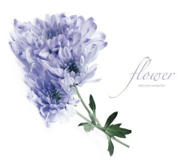 beyaz mavi papatya çiçek