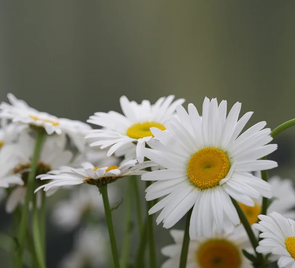 Kamilla virág csokor a természetben — Stock Fotó
