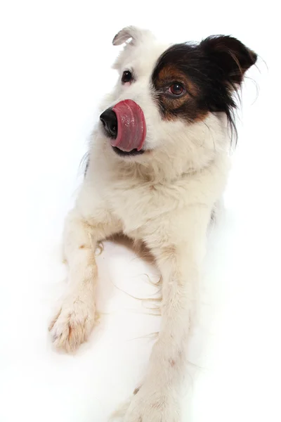 Blandras hund på vit — Stockfoto