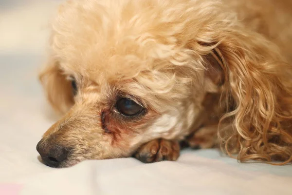 Köpek büyük bir şehirde köpek hayatını düşünerek yatağa uzanır.