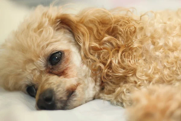 Köpek büyük bir şehirde köpek hayatını düşünerek yatağa uzanır.