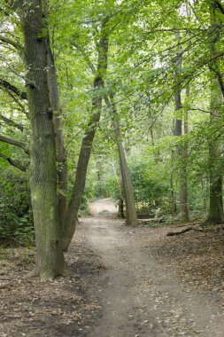 beautiful forest in Prague, Czech republic