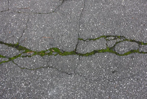 Grå asfalt med en lång spricka och moss, textur — Stockfoto