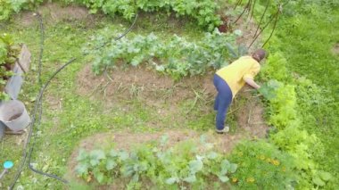Arka bahçesinde farklı türde taze lahana hasat eden bir kız. Çevre biyolojisi, organik bahçe.