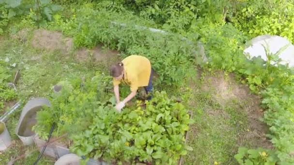 Mädchen Behandelt Und Pflegt Gemüsebeete Garten Privaten Hinterhof Seitliche Luftaufnahme — Stockvideo