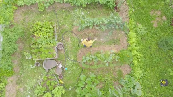 ยงของกะหล าปล และผ กในสวนบนสวนหล านของเธอเอง มมองทางอากาศเก ยวก บการท าสวนส วนต — วีดีโอสต็อก