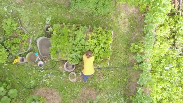 Niña Trata Cuidado Camas Verduras Saca Las Malas Hierbas Jardín — Vídeo de stock