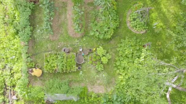 Widok Lotu Ptaka Ogród Warzywny Podwórku Kobieta Traktuje Pielęgnuje Łóżka — Wideo stockowe