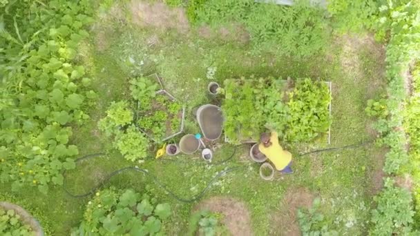 Vista Aérea Jardinagem Ecológica Rural Menina Trata Camas Puxa Ervas — Vídeo de Stock