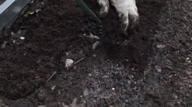 Çiftçi tohumlardan oluşan bir yatağı humus ve gübrelerle doldurur, baharda bahçede çalışır, manzarayı kapatır, yavaş çekim yapar.
