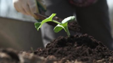 Bahçıvan toprağı genç filizlerin yanında gübrelenir, humus gübreli verimli toprağın uygulanması, bahçe için organik gübre, mevsimlik iş, yakın çekim, yavaş çekim.