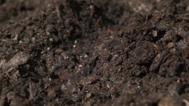 Dereotu tohumları bahçeye düşer, mevsimlik baharda bahçıvanlık ve tohum ekme, yakın çekim, yavaş çekim