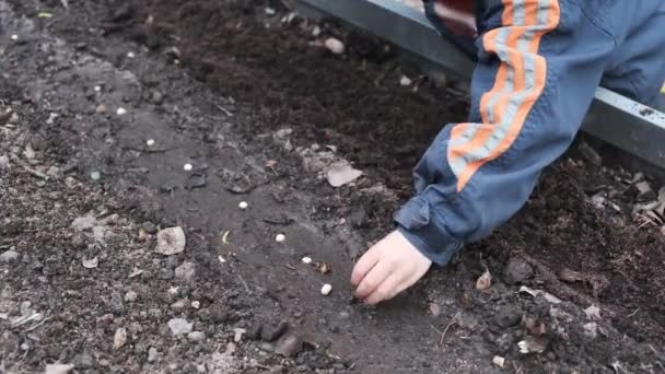 Piante Bambino Semi Pisello Letto Preparato Terreno Nero Lavoro Primaverile — Video Stock