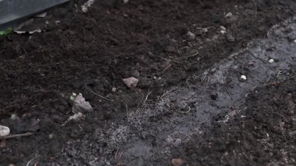아이들은 막대와 식물의 씨앗을 가지고 토양의 바닥에 구멍을 만들고 계절에 — 비디오