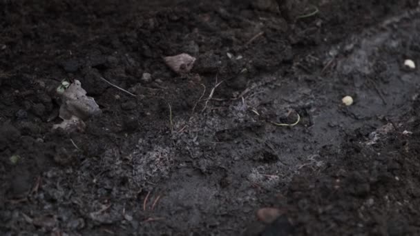 Niño Mano Hace Agujero Con Palo Plantas Semillas Guisante Una — Vídeos de Stock