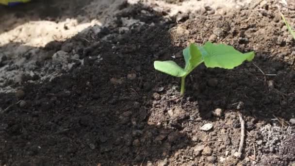 Aplicación Suelo Fértil Con Humus Estiércol Compost Brotes Jóvenes Fertilizante — Vídeos de Stock