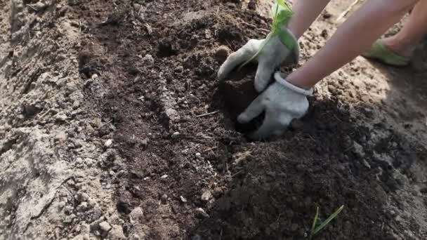 Landwirt Pflanzt Kürbis Oder Zucchini Sämlinge Den Vorbereiteten Boden Biologisches — Stockvideo