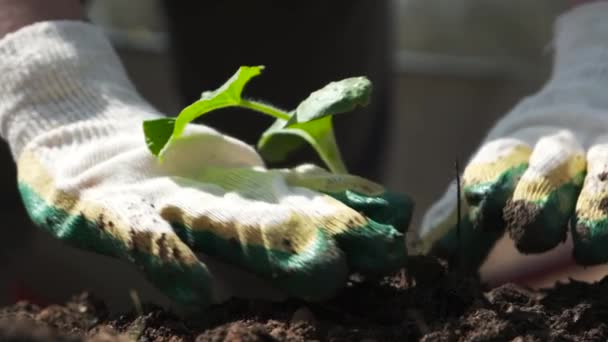 Piante Giardinaggio Zucca Zucca Zucca Piantina Verde Piantina Semenzaio Nel — Video Stock