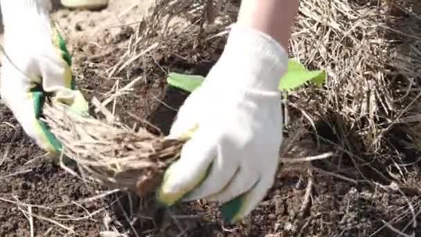 Zahradník Pečlivě Mulčuje Mladé Výhonky Slámou Slámou Aby Chránil Půdu — Stock video