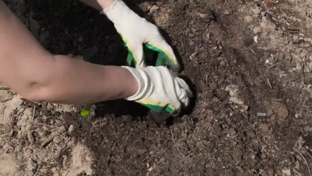 Çiftçi Dikkatlice Kabak Kabak Filizlerini Eker Toprağa Organik Bahçeye Ilkbahar — Stok video