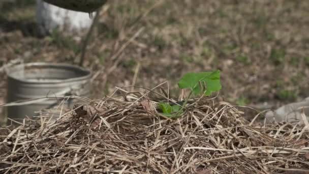 园丁用南瓜或南瓜的嫩芽浇灌水 春天在花园里干活 有机农业园艺 慢动作 — 图库视频影像