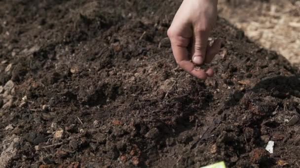 Plantas Mano Humana Semillas Eneldo Suelo Fértil Jardinería Orgánica Rural — Vídeos de Stock