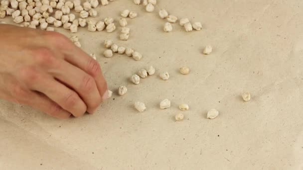 Сушеный Горох Разбрасывается Бумаге Человеческие Руки Собирают Семена Гороха Крупный — стоковое видео