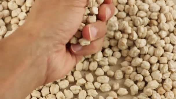 手で乾燥したひよこ豆の種子を手に取り 品質を検査するためにそれらを分類します トップビュークローズアップマクロ ビーガンのための良い野菜タンパク質 — ストック動画