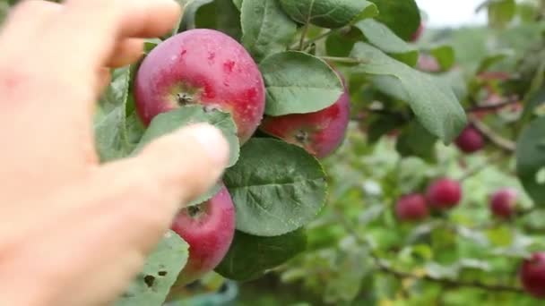 Cueillette Main Pomme Rouge Mûre Fraîche Branche Arbre Vue Première — Video