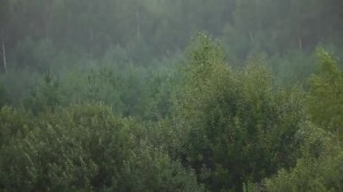 Şiddetli yağmur yağıyor, kötü bulutlu hava, yeşil bir ormanın arka planında yağmur damlaları, damlalara ve ormana odaklanma veya aktarma