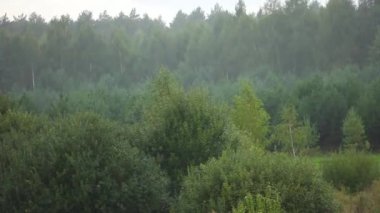 Yeşil bir ormanın arka planında sağanak yağmur, kötü bulutlu hava veya doğada mevsimsel kasırga