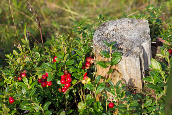bush of cranberries around the old stump in the forest, Russia, Karelia, 2014