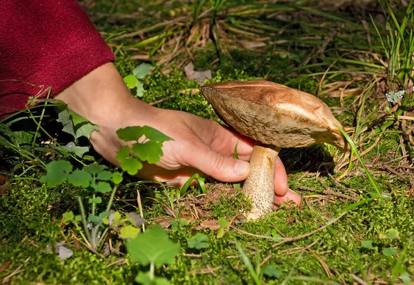 Ludzką ręką porywa grzyb (Koźlarz babka) z ziemi — Zdjęcie stockowe