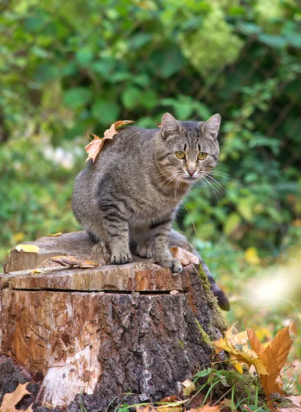 나무 등 걸과 같은 데가에 잎을 가진 고양이 — 스톡 사진