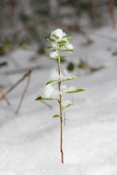 Kleiner Preiselbeerspross Schneebedeckten Winterwald Russland Der Nähe Von Moskau — Stockfoto