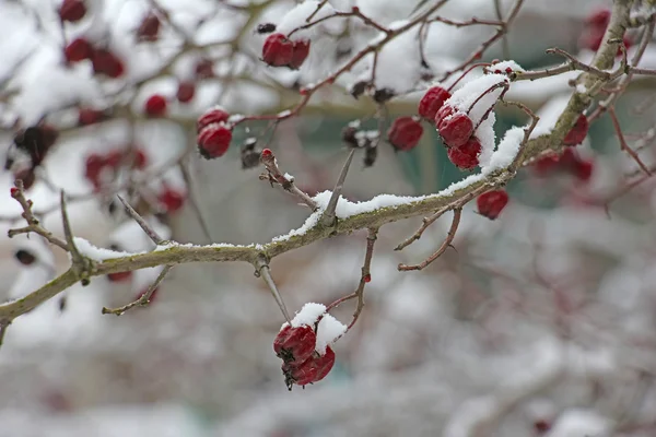 Getrocknete Weißdornbeeren im Schnee im Winter — Stockfoto