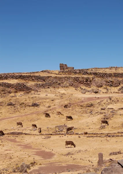 Vägen till ruinerna av står hög av Sillustani, sjön Umayo, nära Puno, Per — Stockfoto