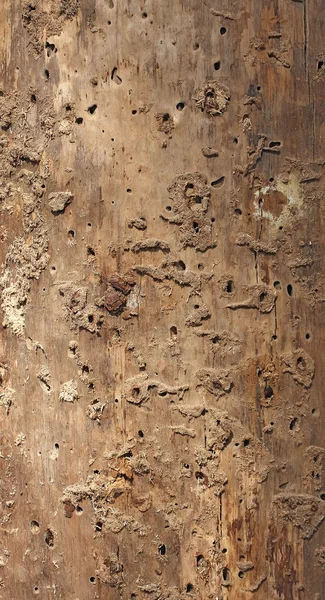 Il tronco nudo di un albero colpito dallo scarabeo della corteccia — Foto Stock