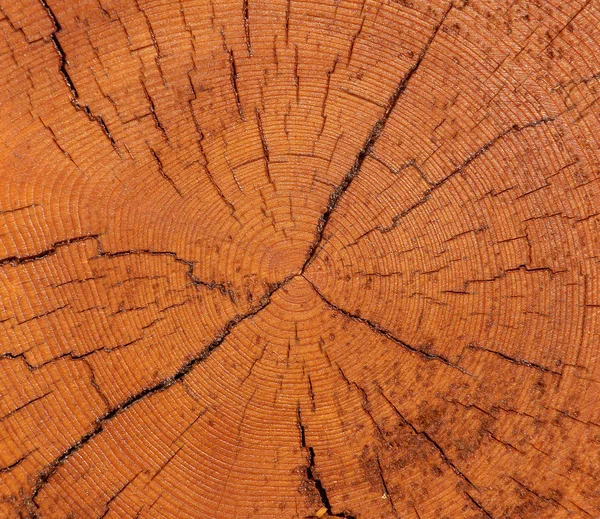 Timber trunk profile — Stock Photo, Image