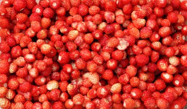 Taze yabani çilek arka plan 